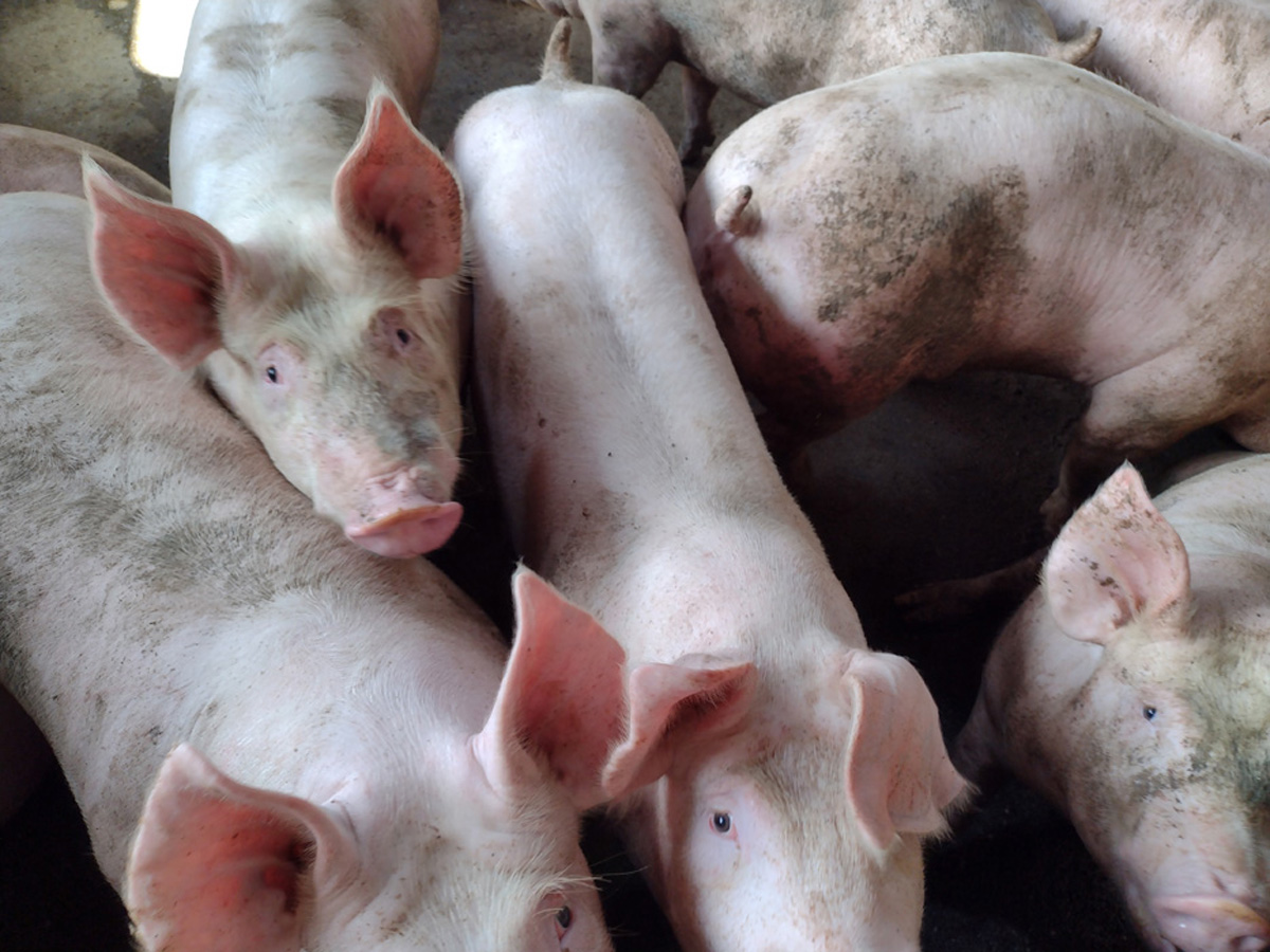 Se activa el control de temperatura en el transporte de animales vivos durante el verano