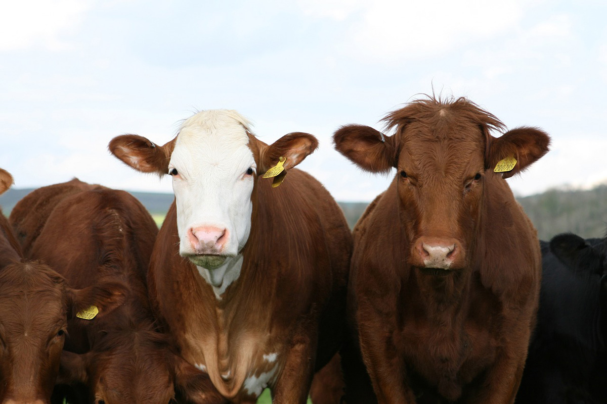 El Gobierno elimina las restricciones al movimiento de ganado bovino en Castilla y León