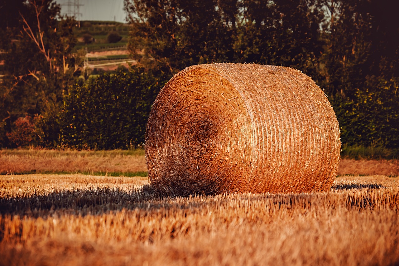 Cooperatives Agroalimentàries alerta sobre la manca de palla per a usos ramaders