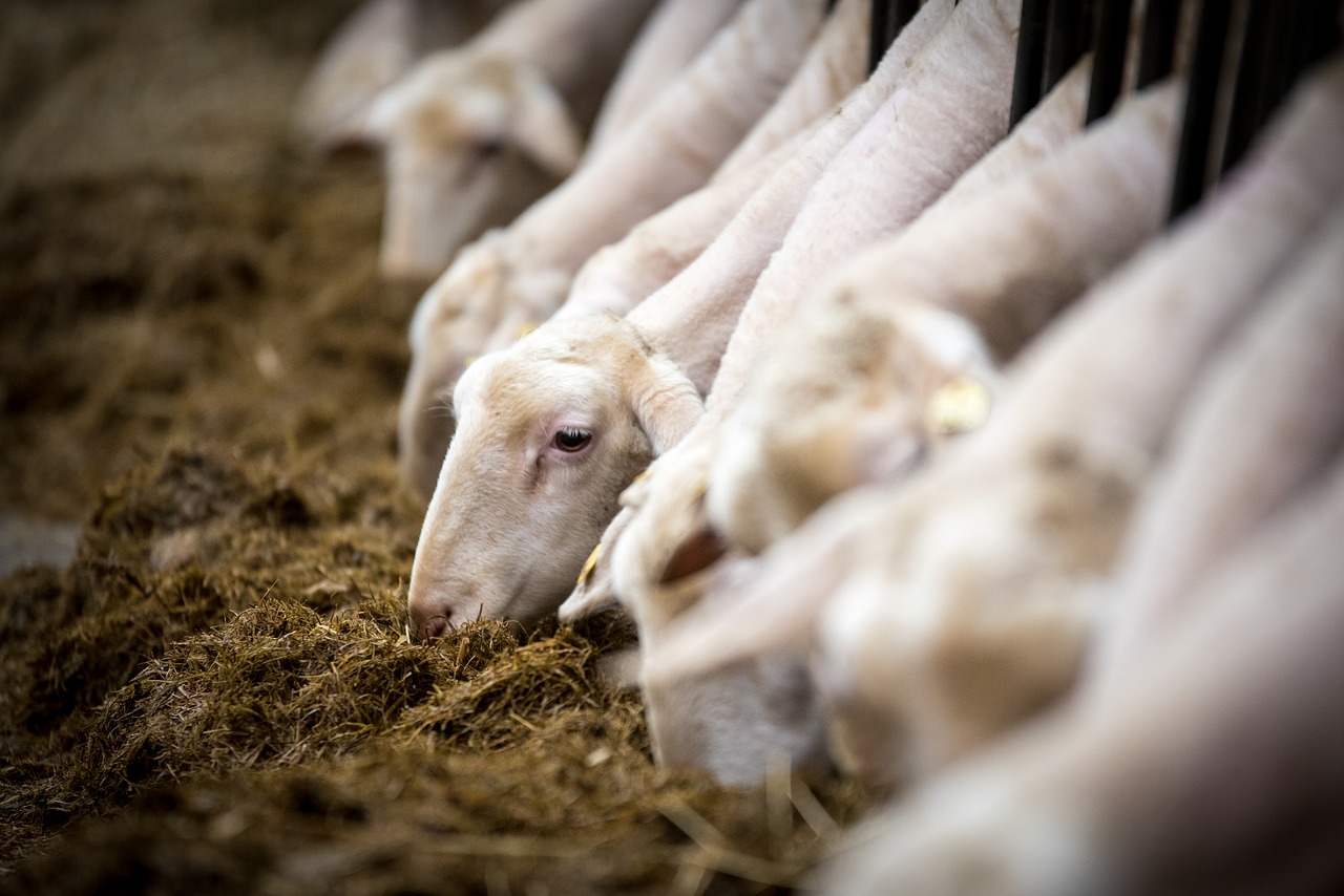 Europa flexibiliza las restricciones de movimiento de ganado por la viruela ovina en Castilla-La Mancha