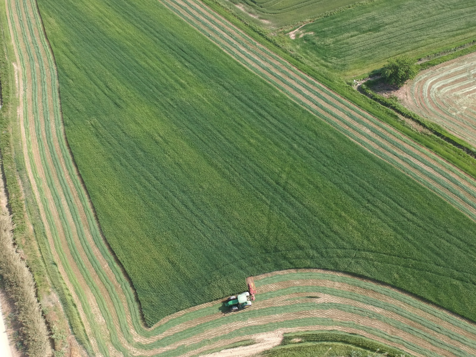 Las primeras estimaciones apuntan a una caída de más del 25 % en la producción de forrajes deshidratados en España