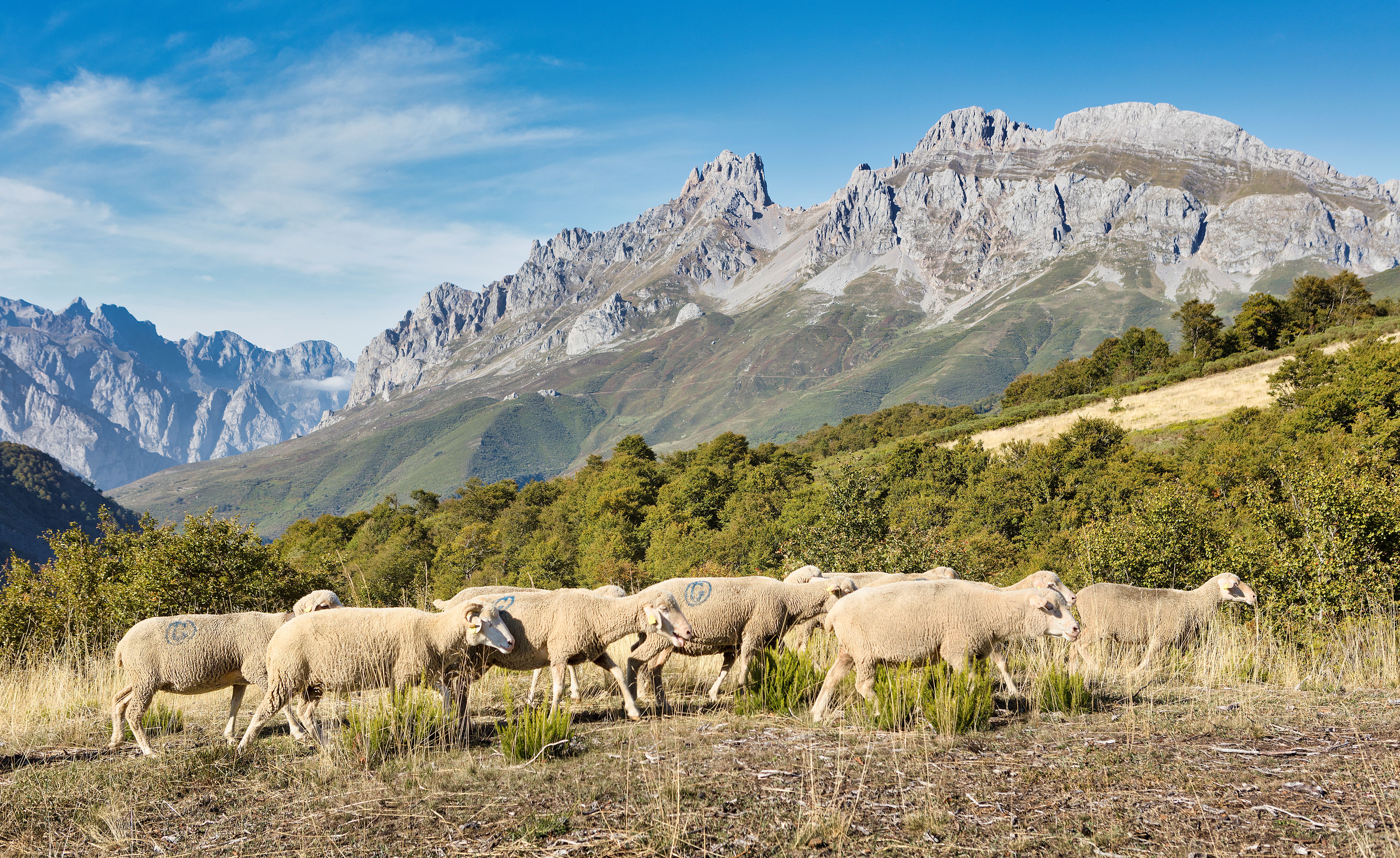 Las Organizaciones Interprofesionales Europeas ganadero-cárnicas de rumiantes se unen para crear SELMA: Asociación Europea de Ganado y Carne Sostenibles