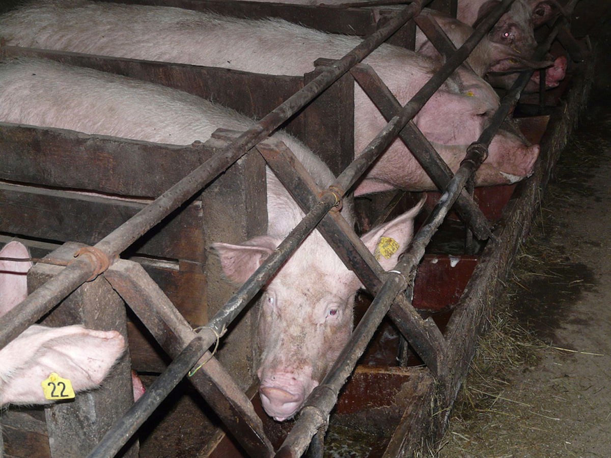El 75 % de las granjas porcinas han implementado las mejores técnicas disponibles para reducir los niveles de emisiones en sus instalaciones 