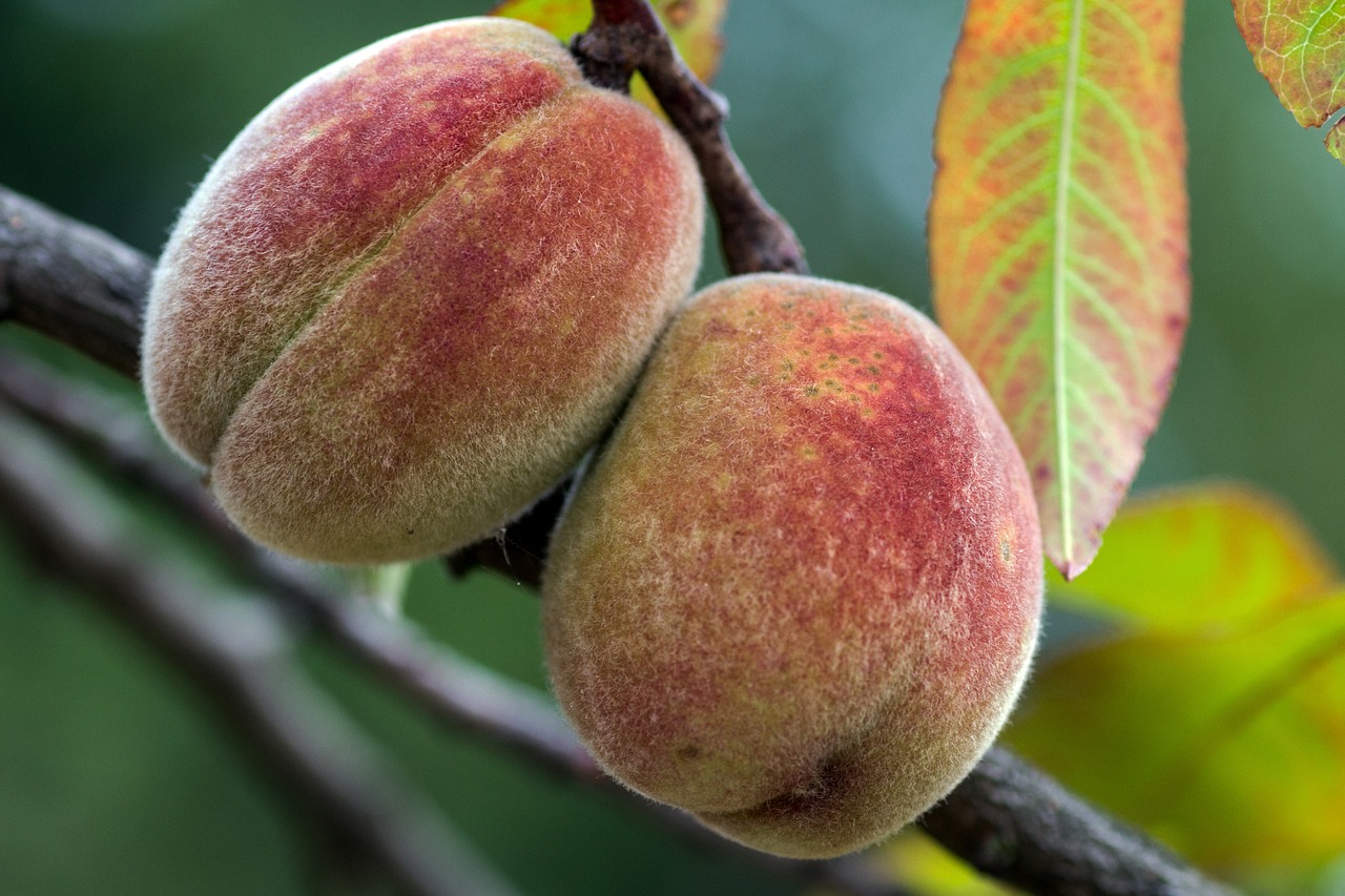 La campaña de fruta de hueso arranca en Murcia con buenas perspectivas