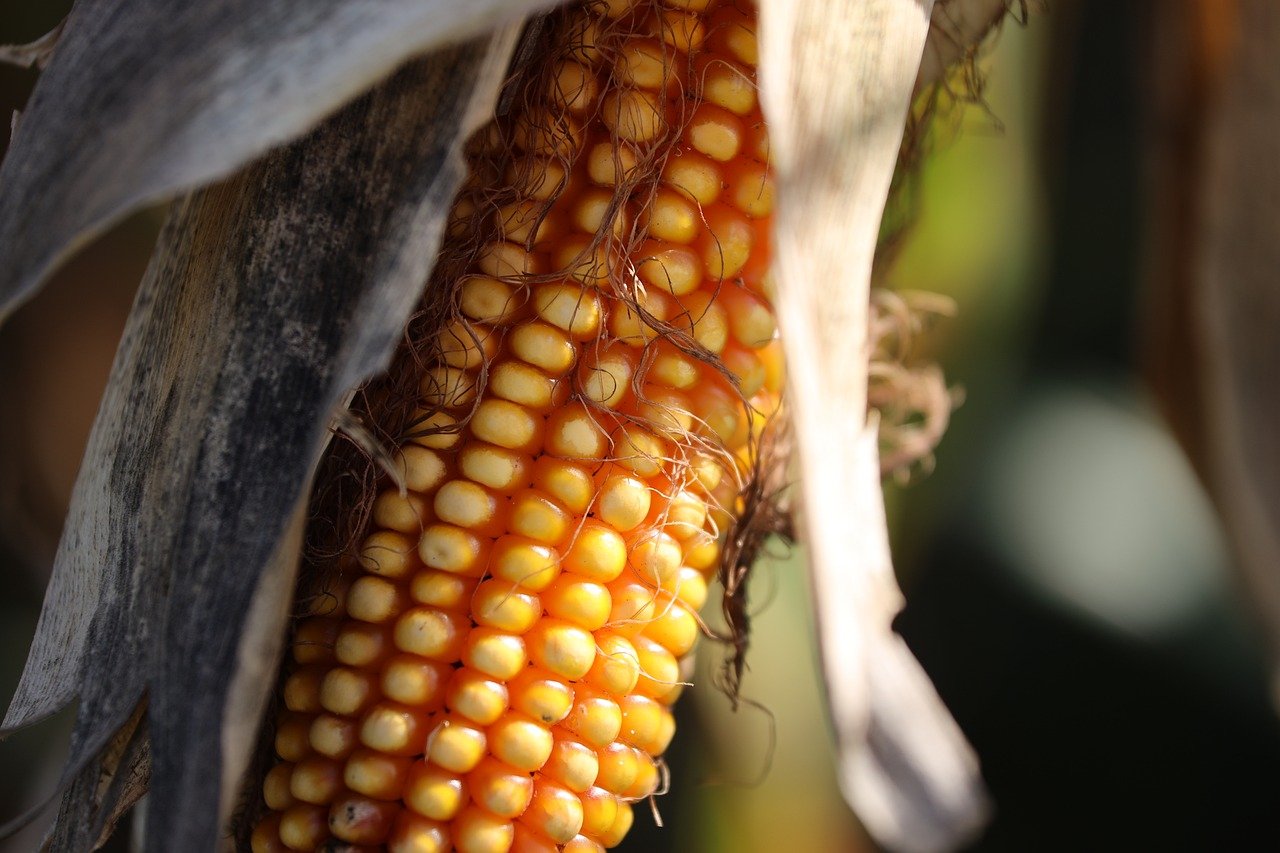 Argentina apunta a pèrdues de fins al 12% per la plaga de la “chicharrita” als seus camps de blat de moro