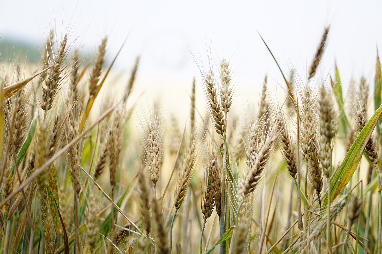 Ucrania estima que su cosecha de grano caerá un 10% este año