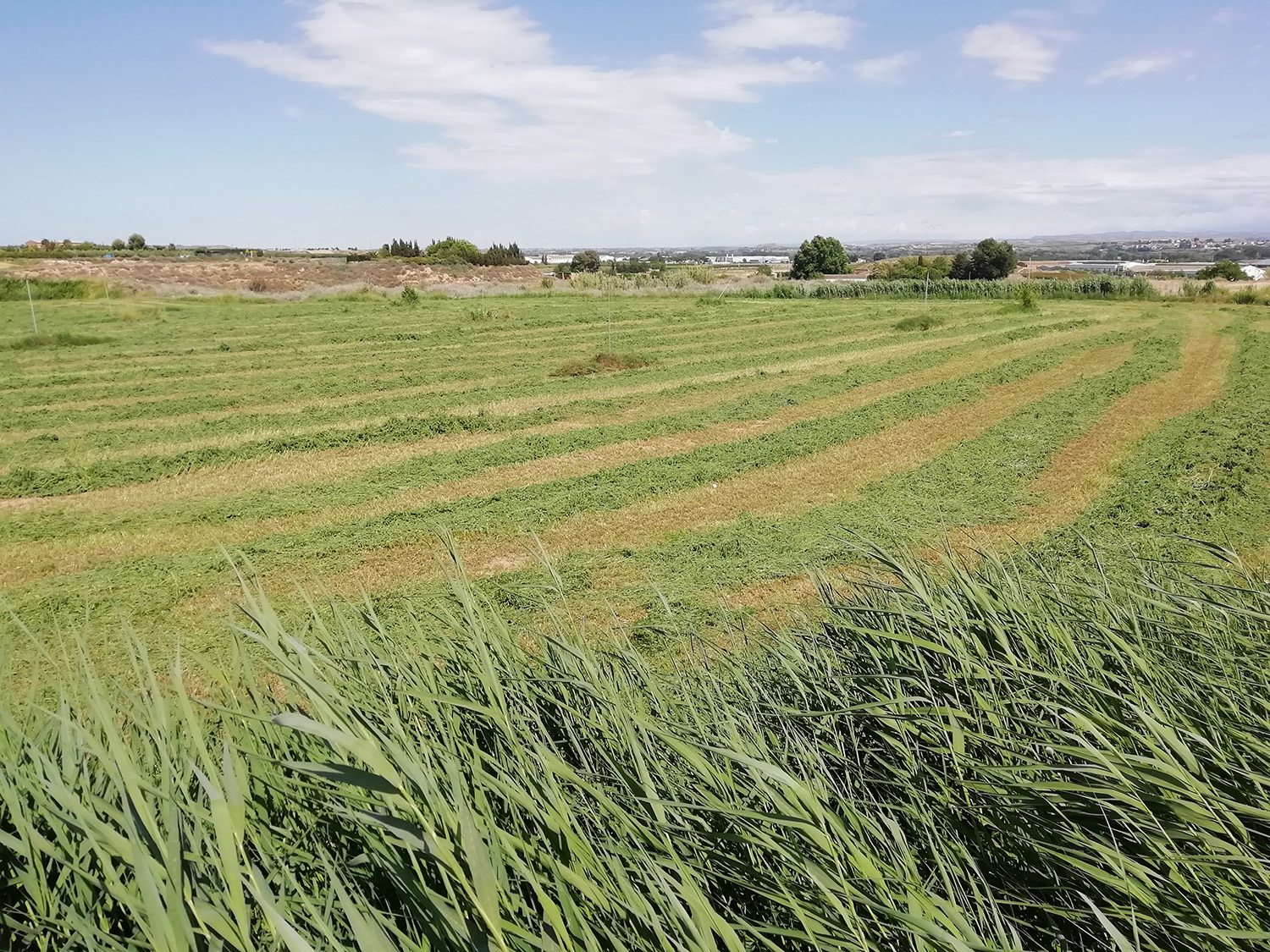 La campaña de la alfalfa prevé terminar con más producción y un abaratamiento del 36%