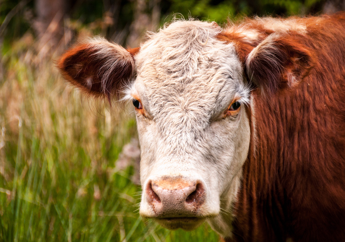 El valor de la producción de carne de vacuno española crece un 15% en 2024