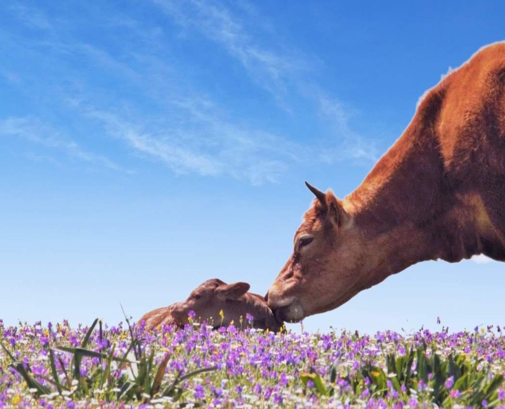Aumenta la producción española de carne de vacuno, pero el censo de animales va a la baja