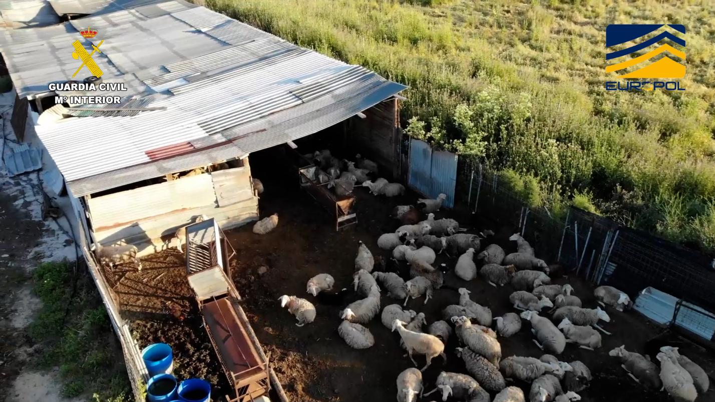 Interovic condena la red ilegal de comercialización de carne destapada por el Seprona