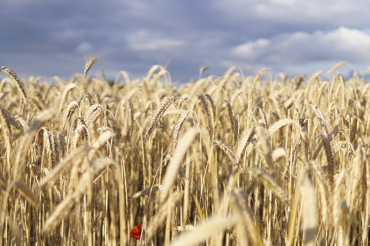 Cooperativas Agro-alimentarias estima una cosecha récord en rendimientos y producción 