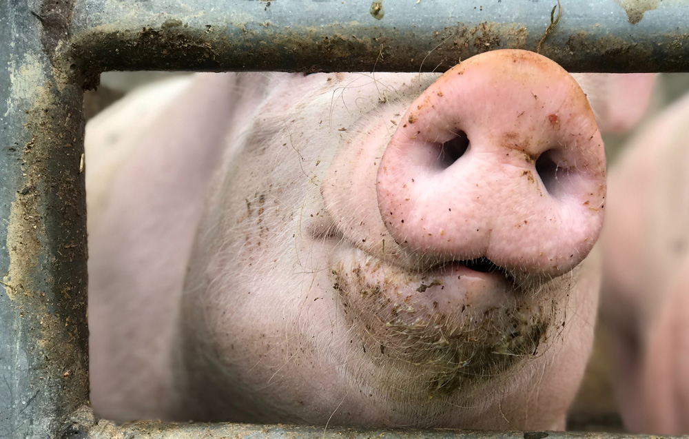 "Les cotitzacions del porcí de 2025"