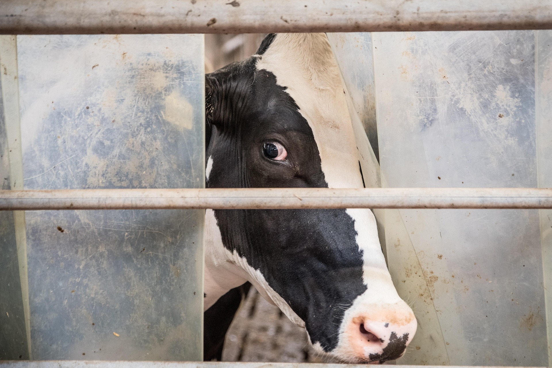 Aparece un nuevo caso de dermatosis nodular en una explotación de Girona