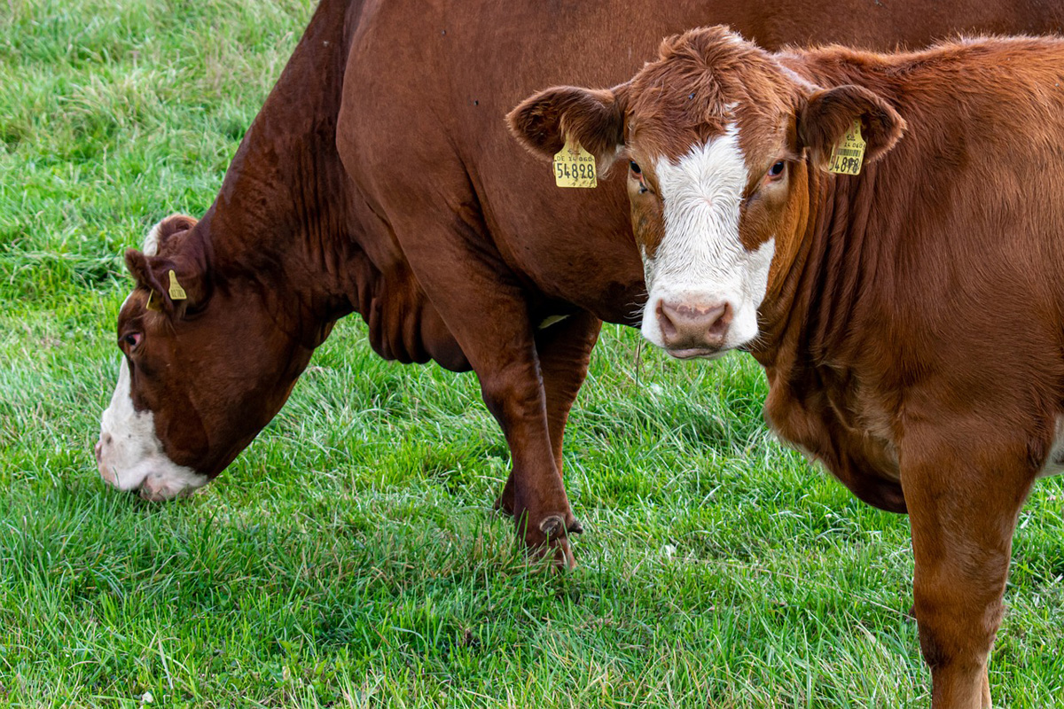 El Gobierno destina otro millón de euros a la compra de vacunas contra la dermatosis