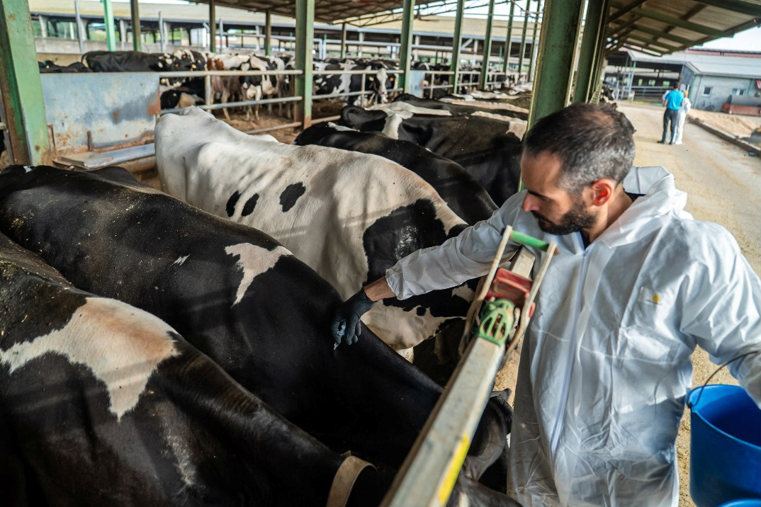Cataluña destina 5,5 millones en ayudas por la dermatosis nodular
